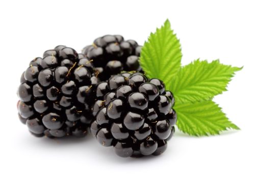 Blackberry Flavor Concentrate for Frozen Yogurt
