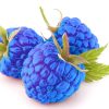 BlueRaspberry Flavor Concentrate for Frozen Yogurt