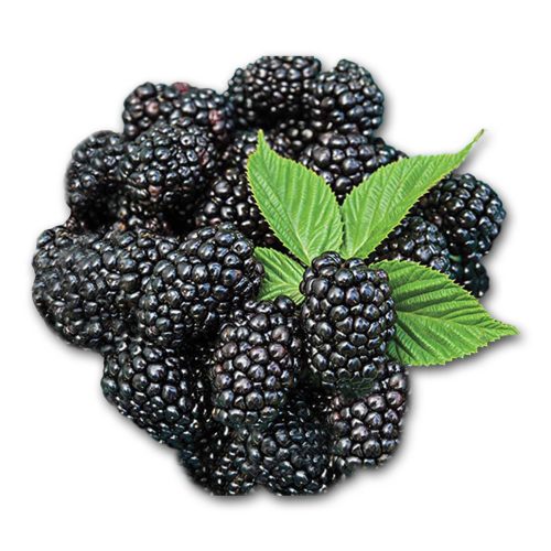 Marionberry Flavor Concentrate