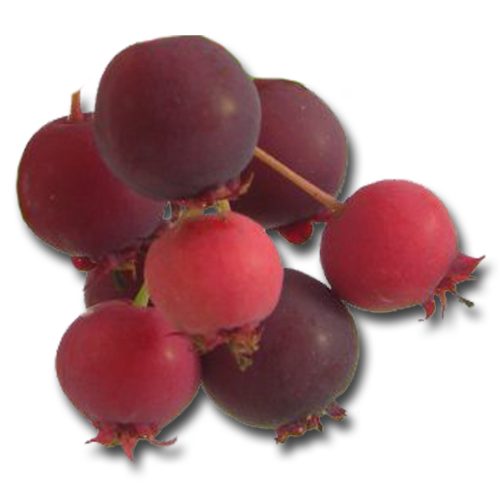 Juneberries Juneberry Flavor Concentrate (aka Serviceberry)